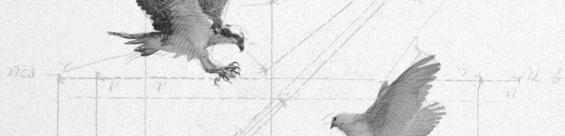 Bird Game